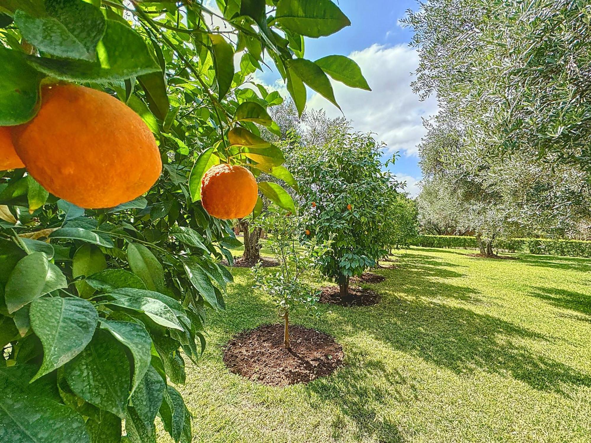 Luxury Villa Paschmina Урика Екстериор снимка